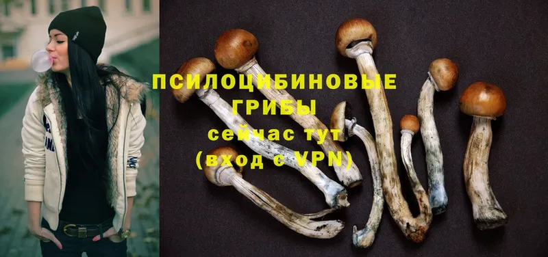 как найти закладки  Вуктыл  Псилоцибиновые грибы Cubensis 